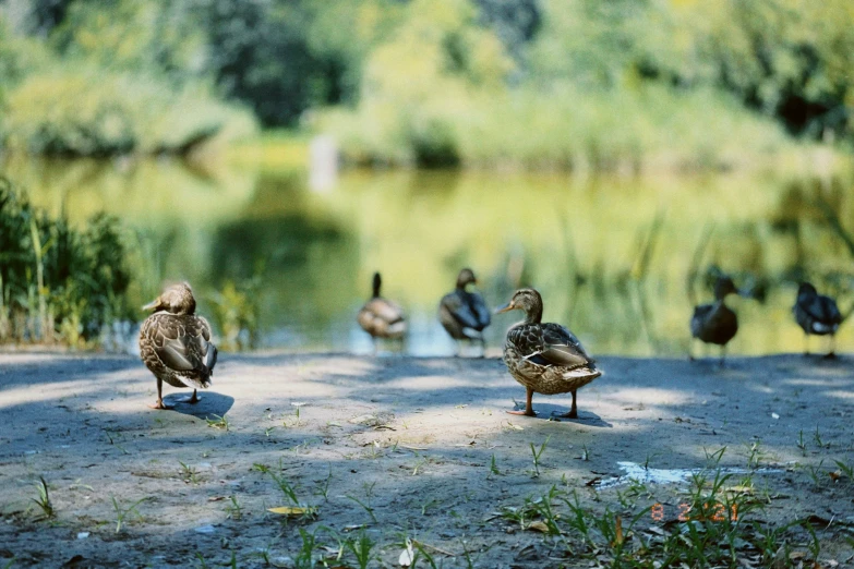 a group of ducks sitting on the ground near a lake