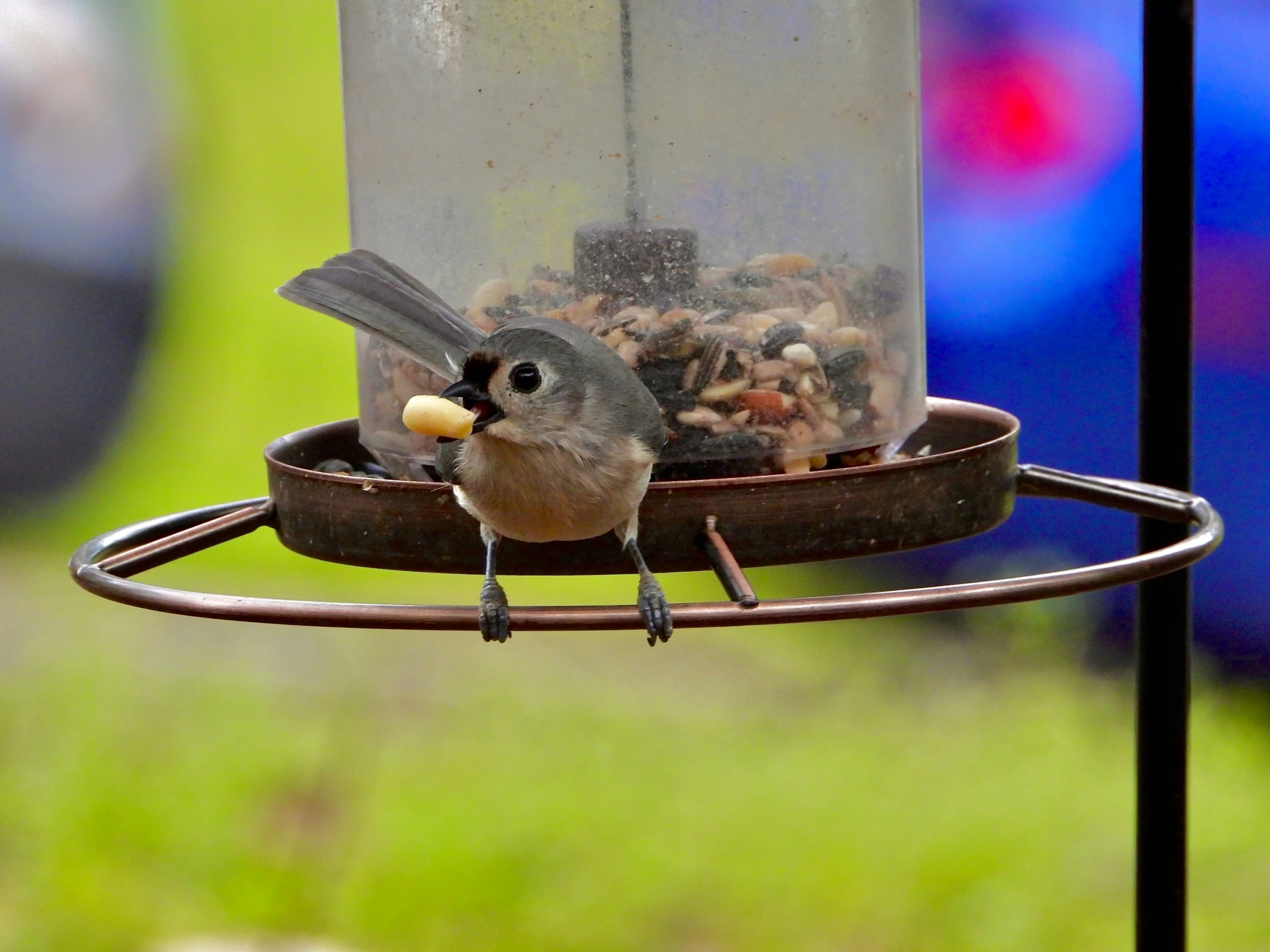 a bird is standing at a feeder that has some food in it