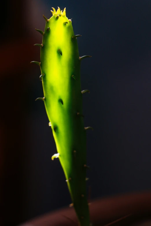 a very close up s of a flower that is dying