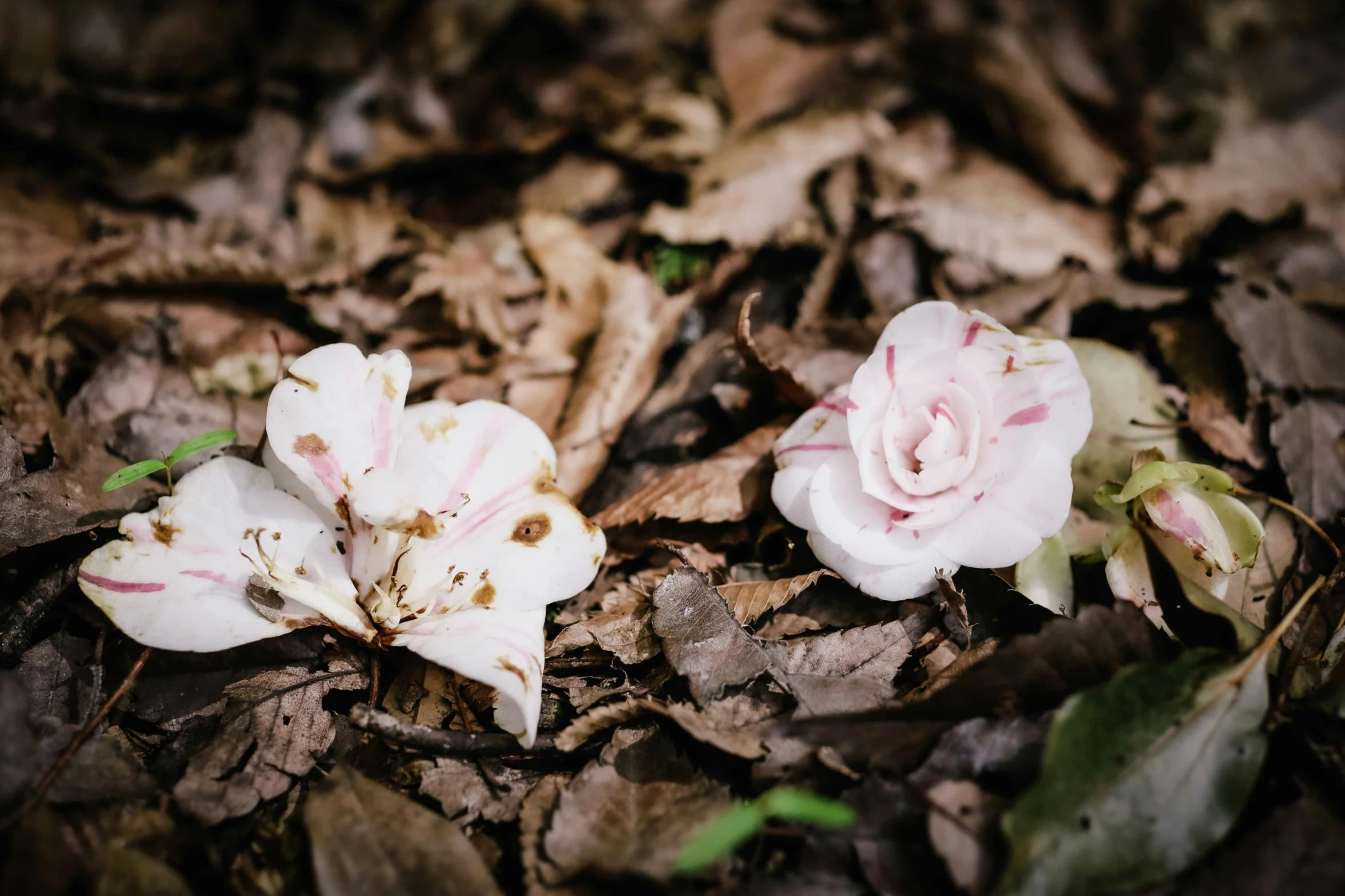 two pretty pink flowers on the ground