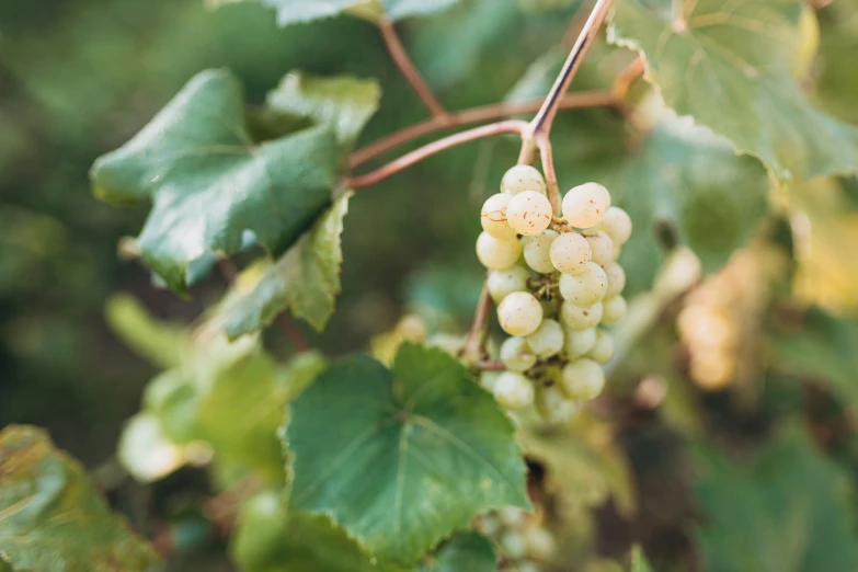 the gs are being hung on the vine to dry