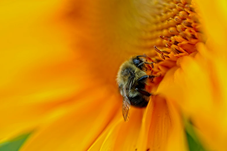 a bee that is sitting on a sunflower