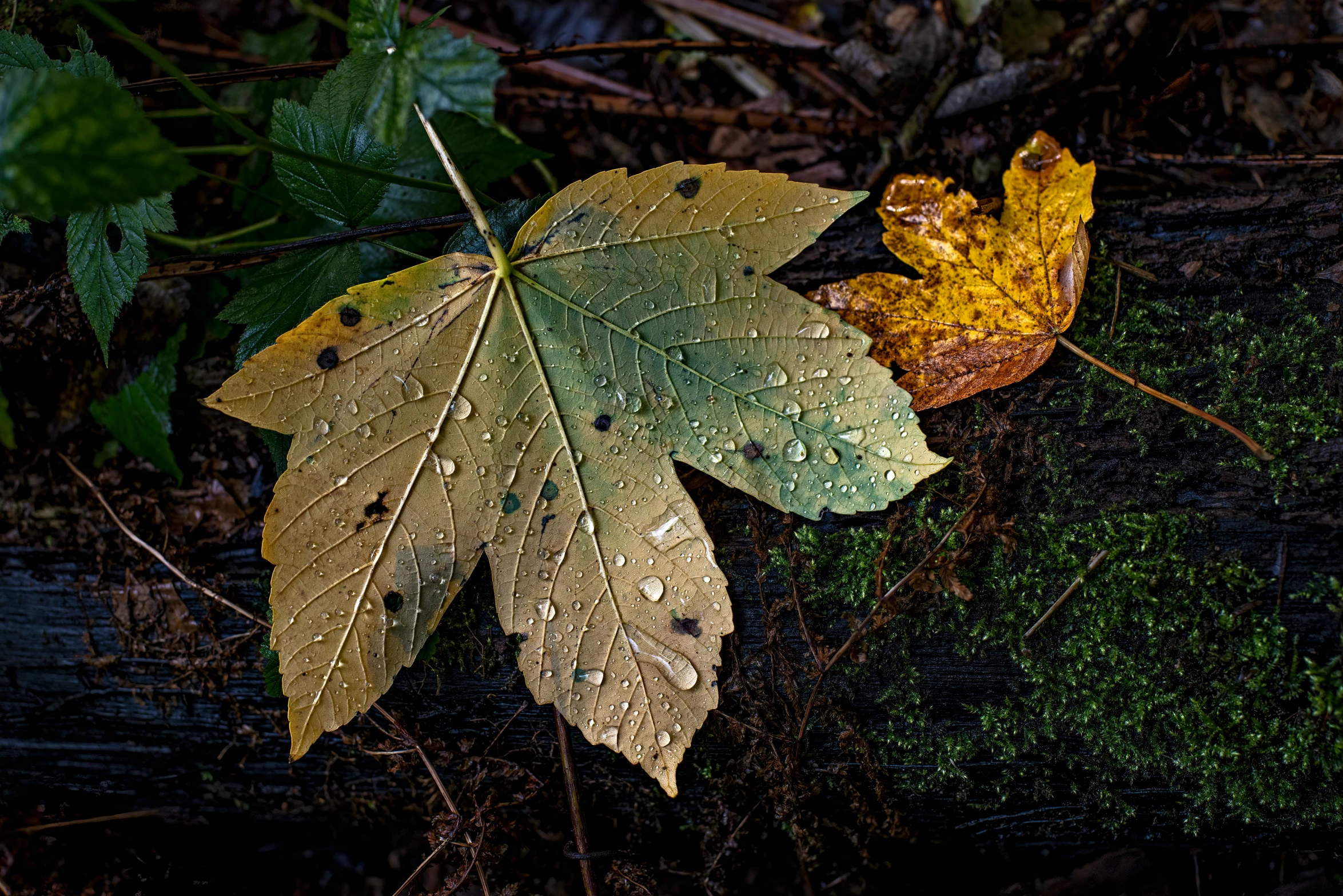 a fallen leaf lying in the woods