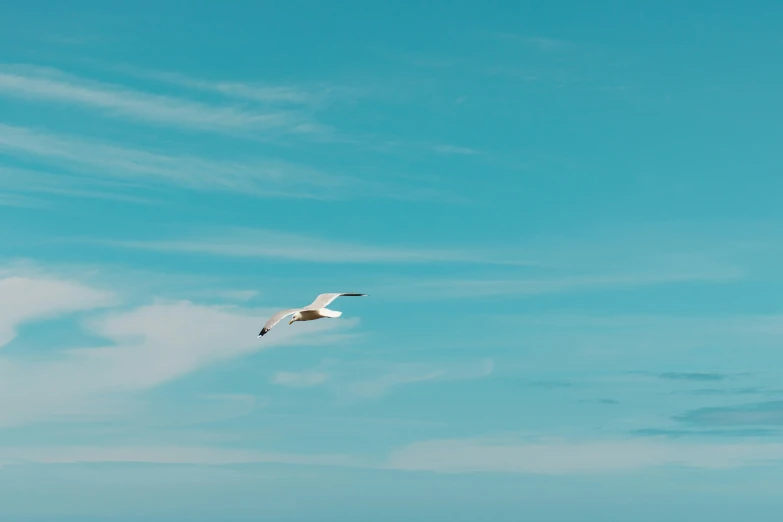 there are seagulls that are flying on the clear blue sky