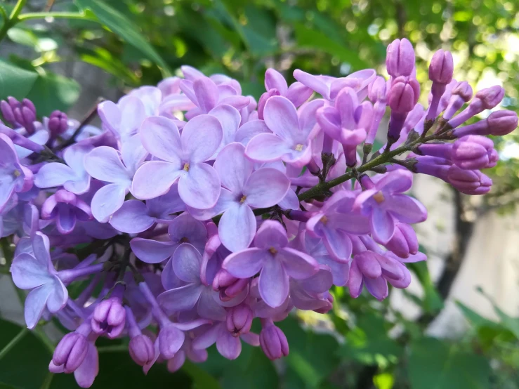 an up close view of purple flowers growing outside