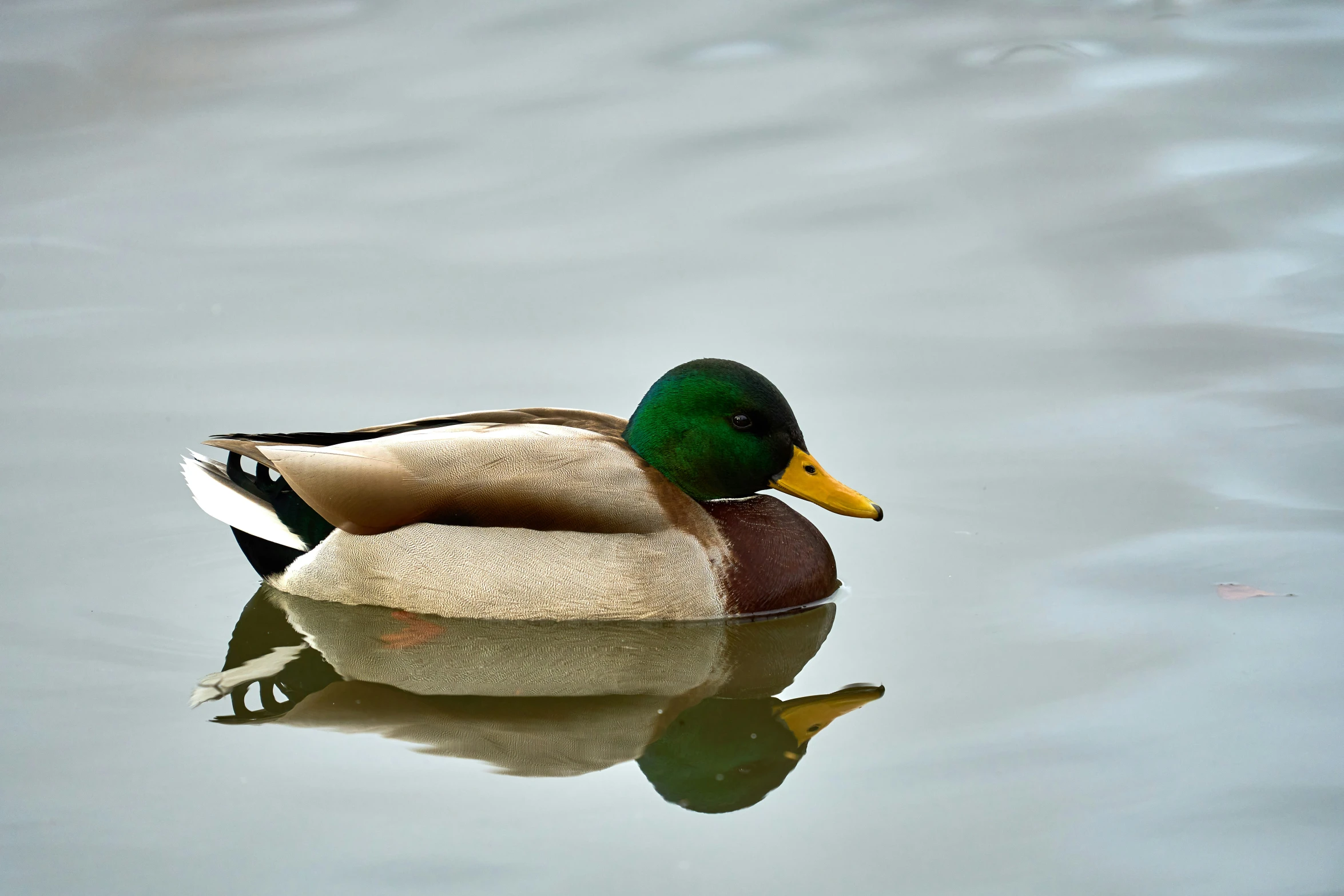 an image of a duck swimming in the water