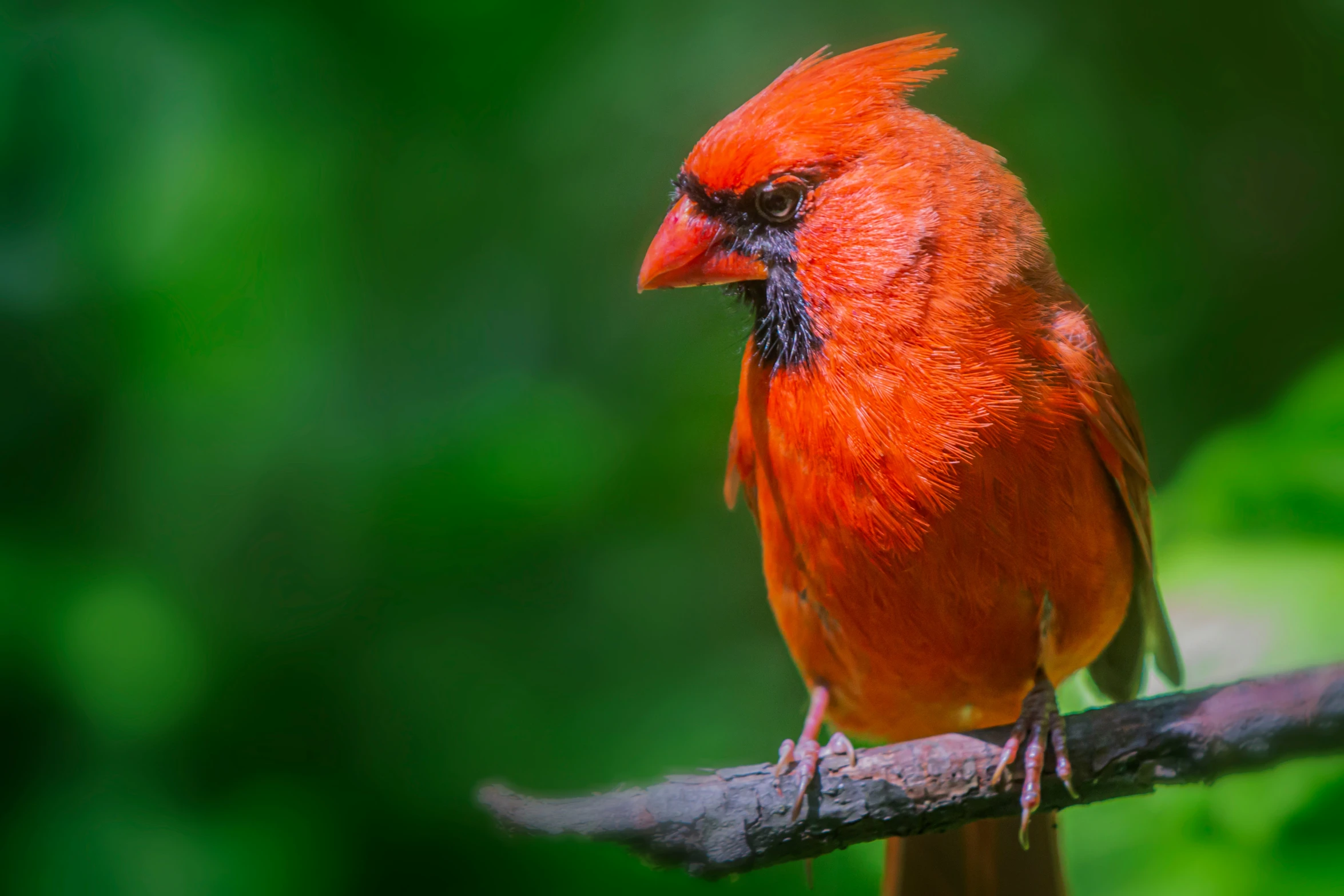 red bird sitting on a tree limb