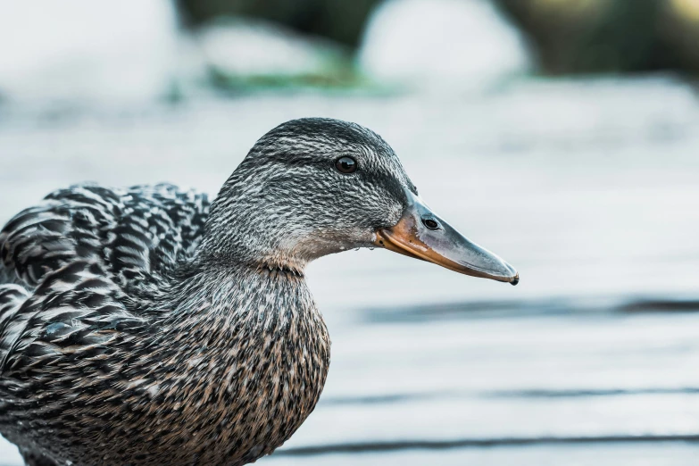 a close - up po of a mallard duck