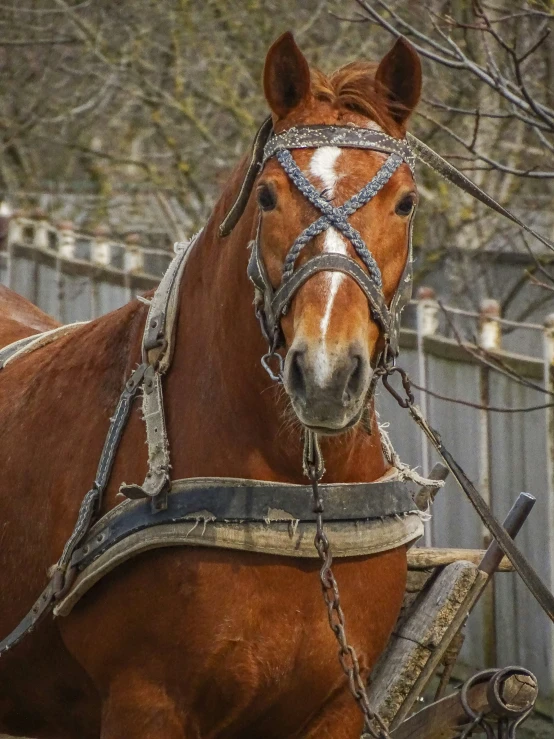 brown and white horse standing in field next to fence