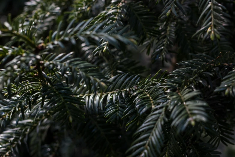 pine needles splayed with green fronds and leaves