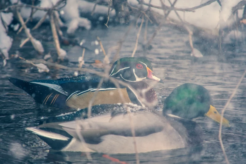 three ducks that are sitting in the water