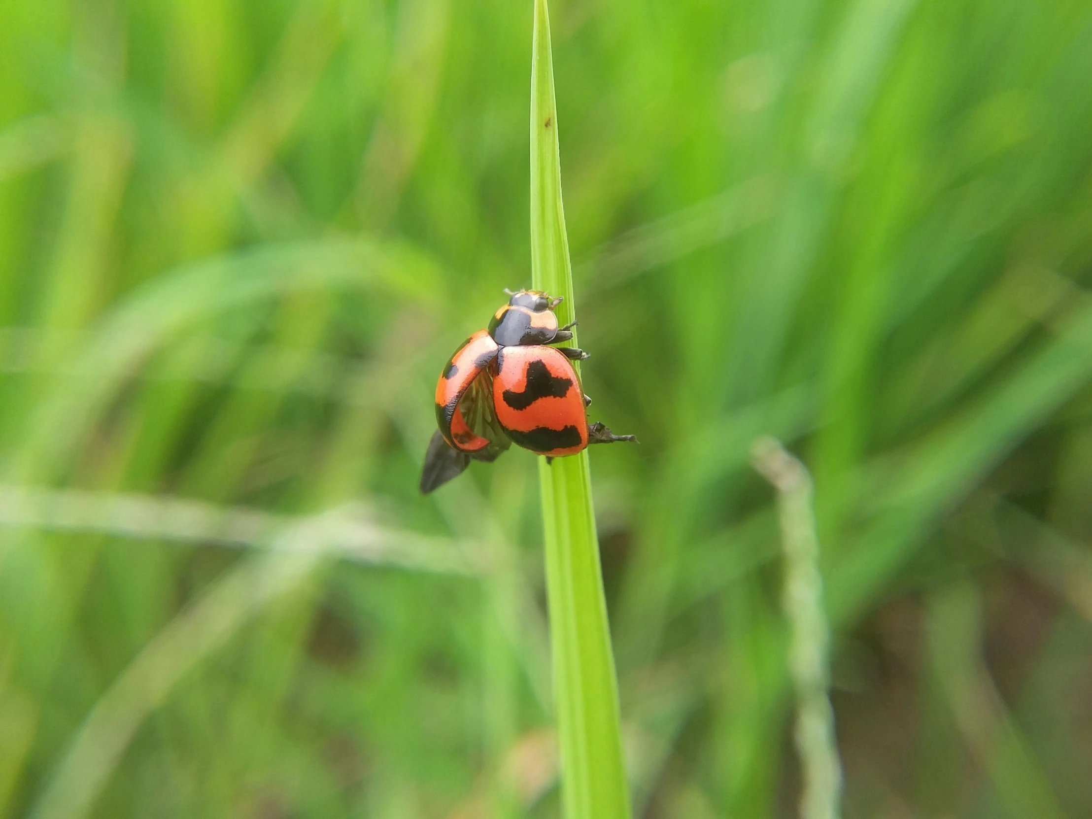 a ladybug sitting on top of a green blade