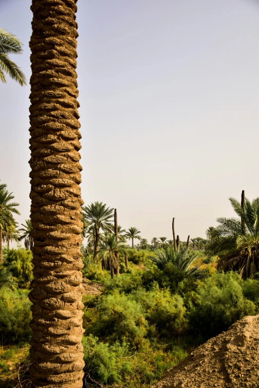 large palm trees in a lush green landscape