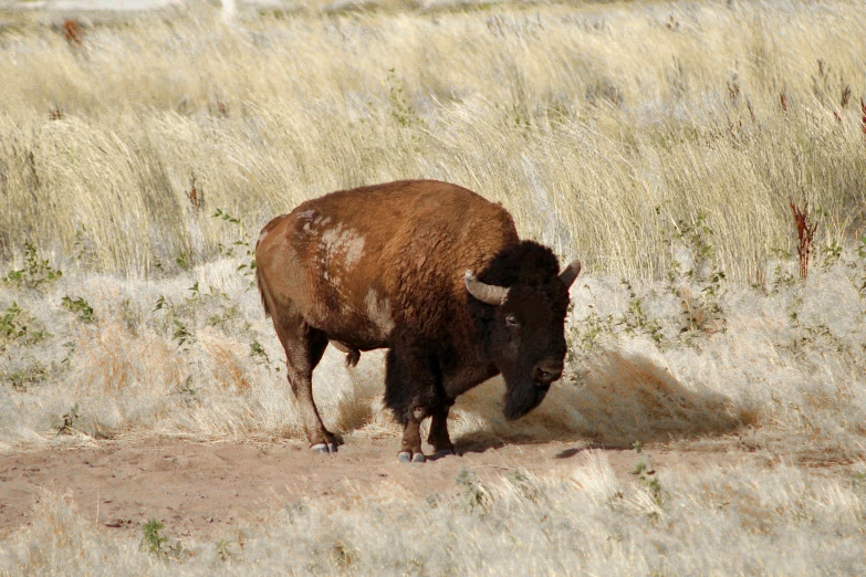 a brown buffalo standing in the grass