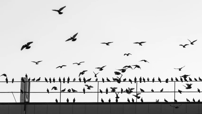 a flock of birds sitting on top of a fence