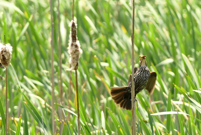 two birds perched in tall green grass next to each other