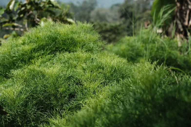 a sheep grazing on lush green grass in the forest