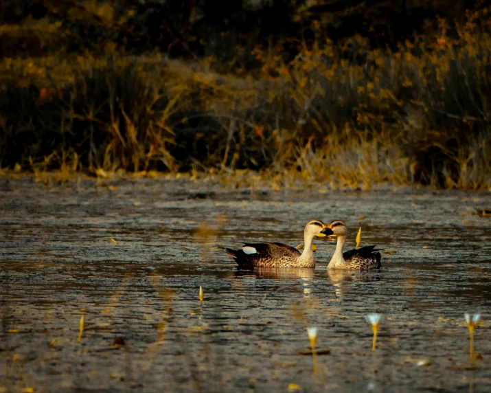 two ducks are swimming across the pond with reeds