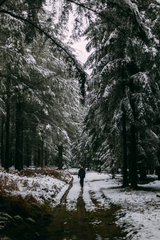 a man walking down a path surrounded by trees in a forest