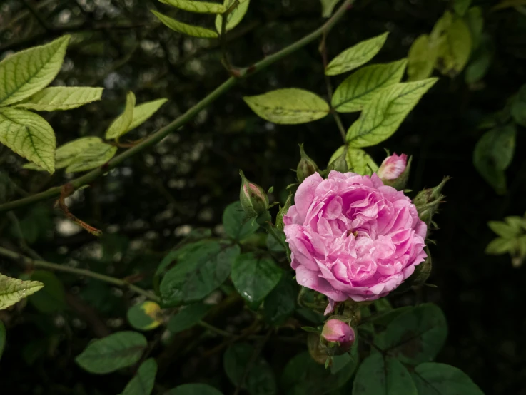a rose is shown next to some leaves