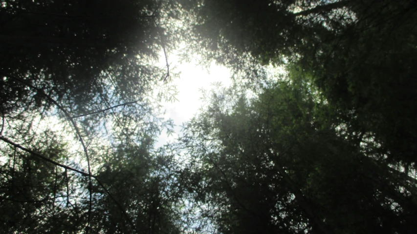 light coming through the leaves of trees on a sunny day