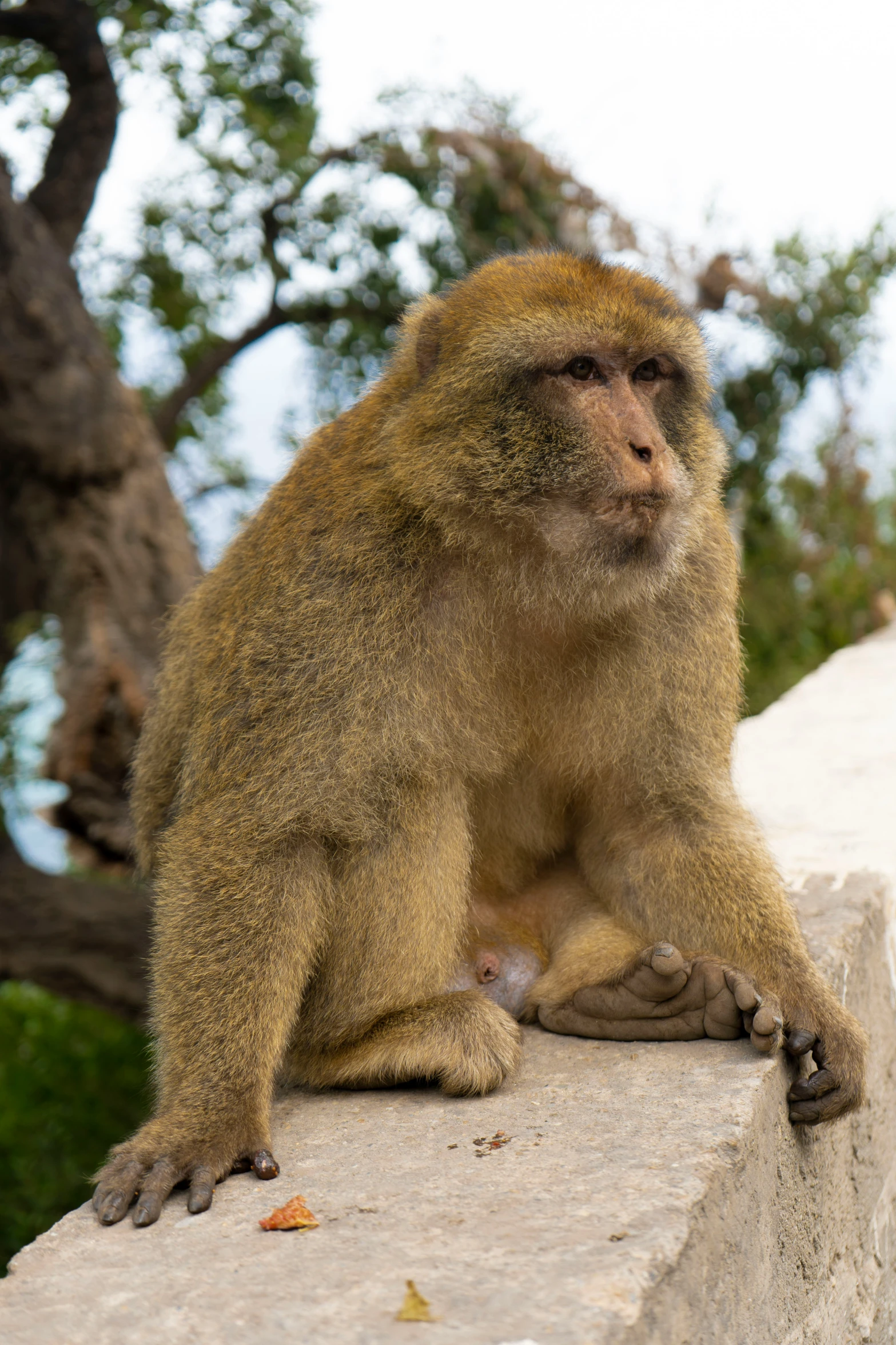 a long - necked monkey sitting on concrete near trees