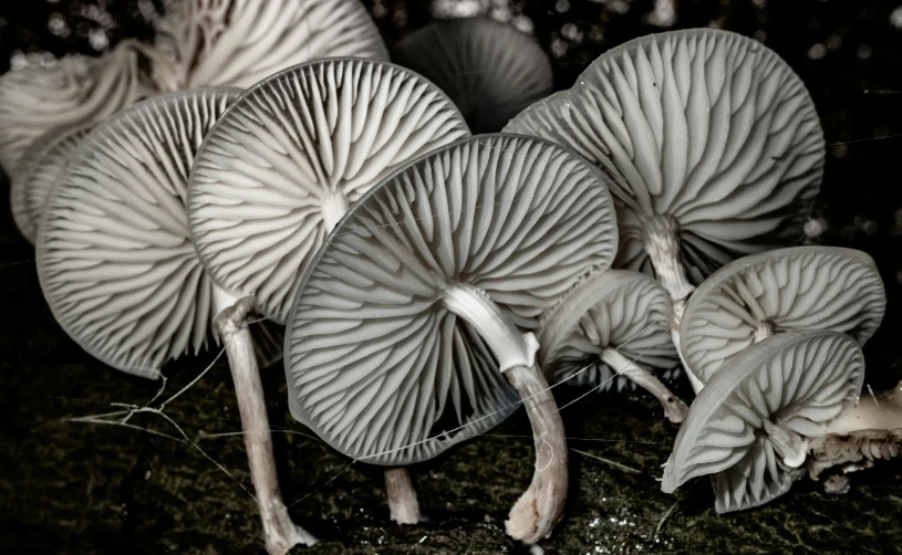 three mushroom like things sitting on top of a grass covered ground