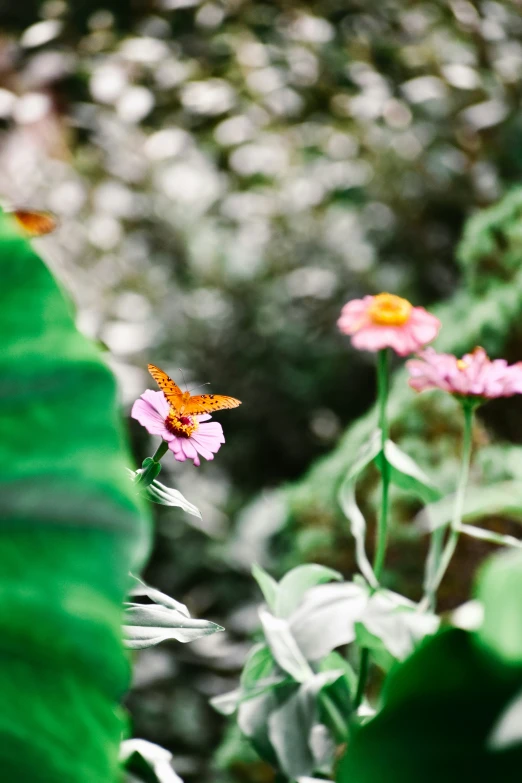 a erfly sitting on a purple flower surrounded by green leaves