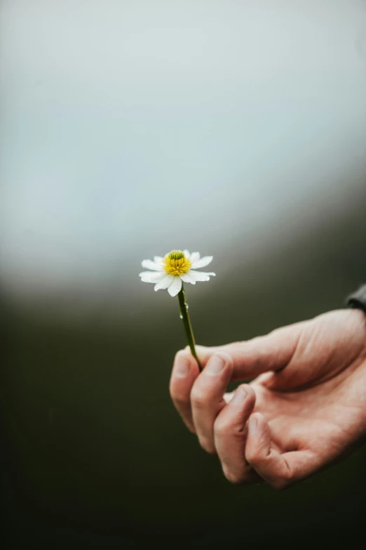 someone is holding a flower with a blurry background