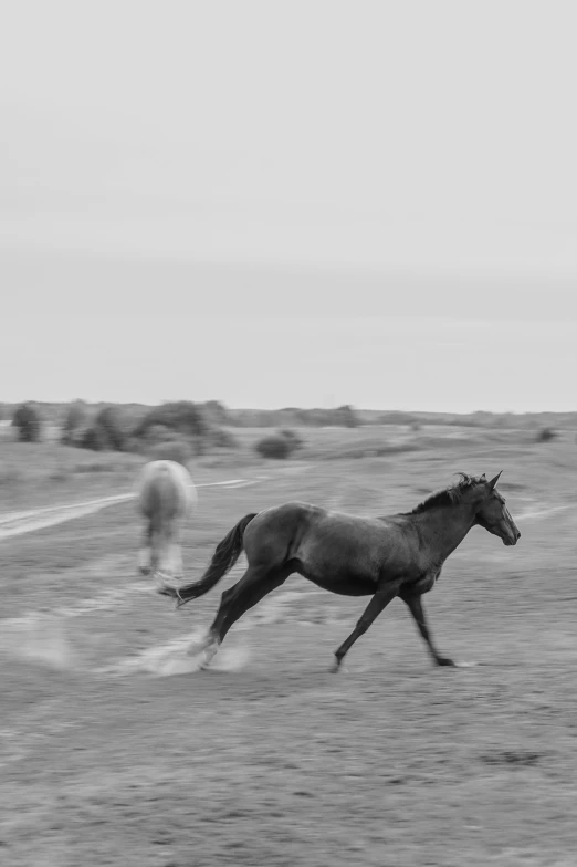 two horses are running together in the field