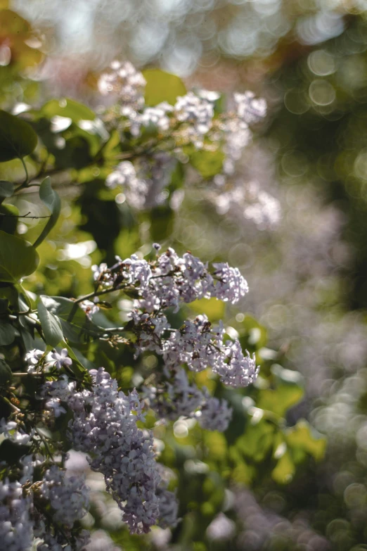 small purple flowers on a green tree with blurry nches