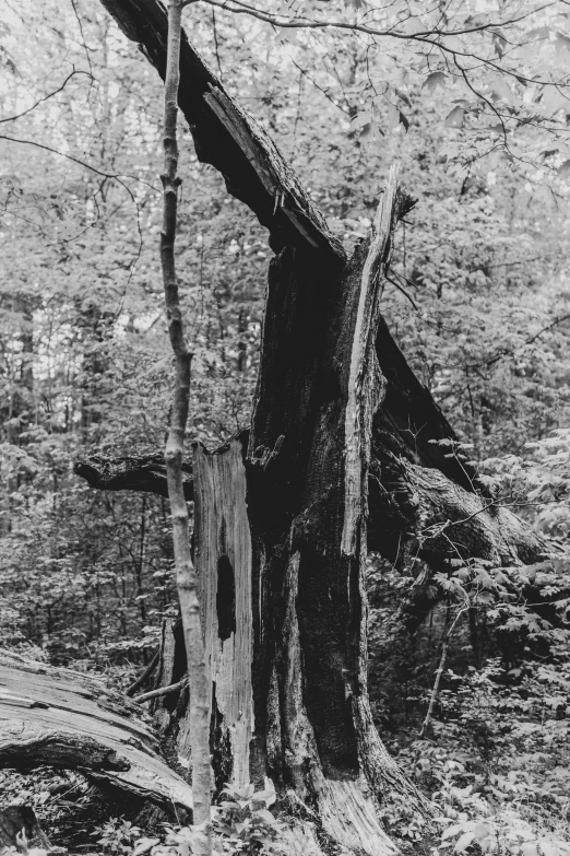 an image of an old tree stump that has been chopped down in the forest