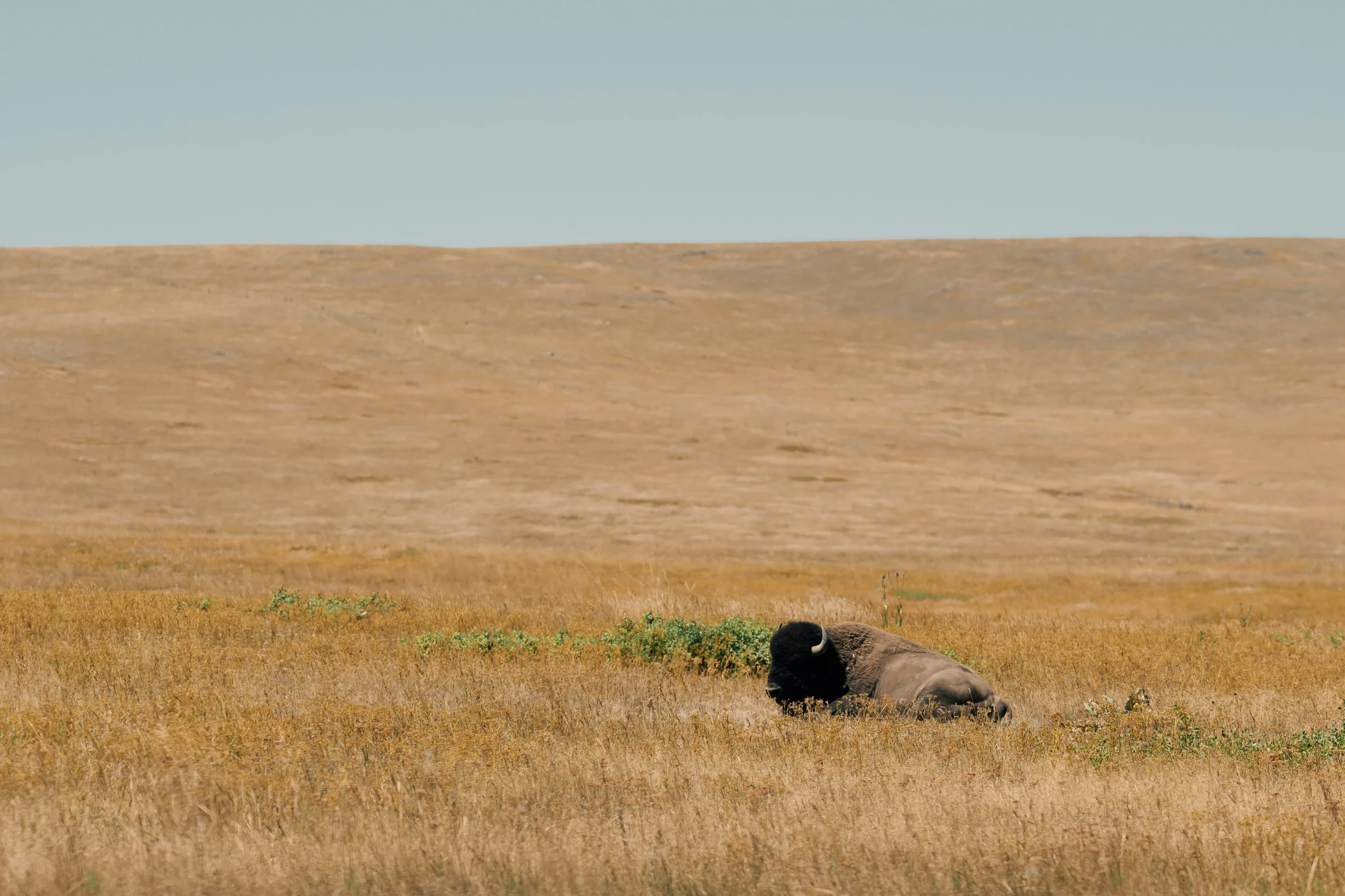 an elephant walking through some tall grass