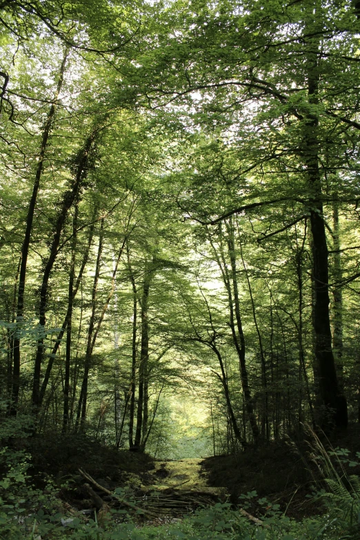 a trail in the middle of a forest with trees lining both sides