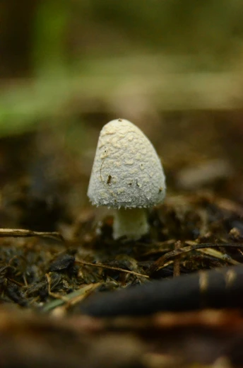 the small white mushroom is growing in the forest