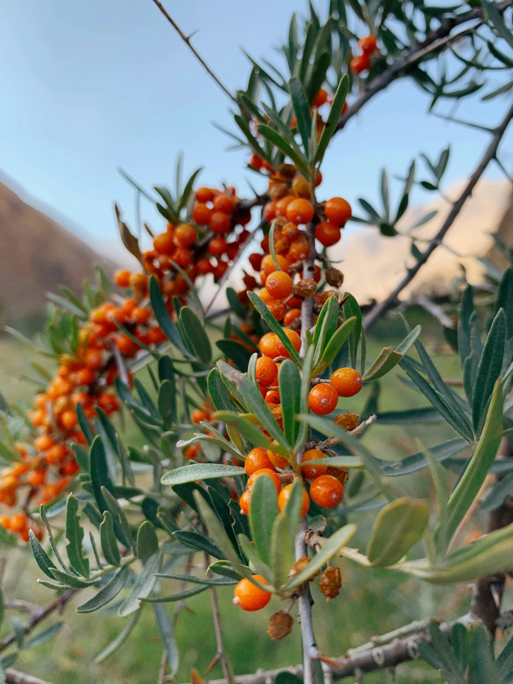 several berries hang from trees on the field