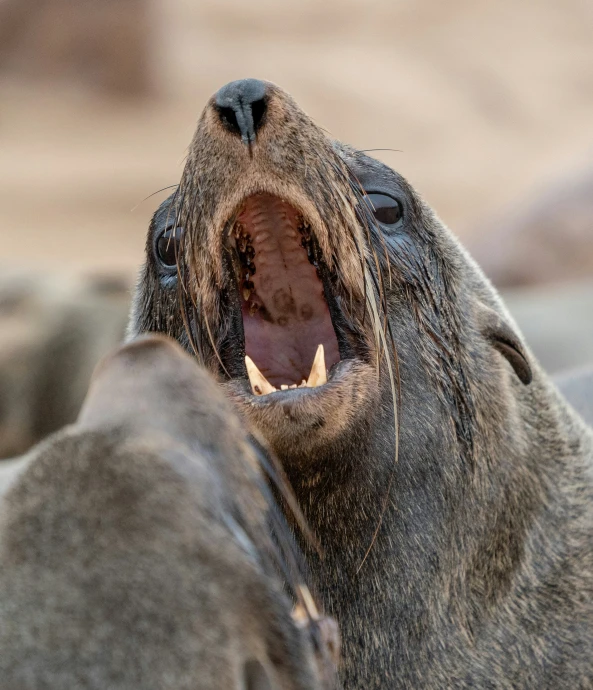 an adult seal bear with its mouth open showing the teeth