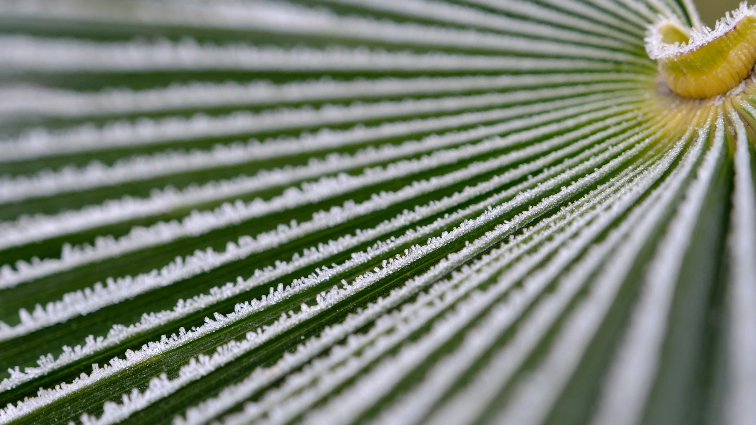 the back end of a leaf with white lines