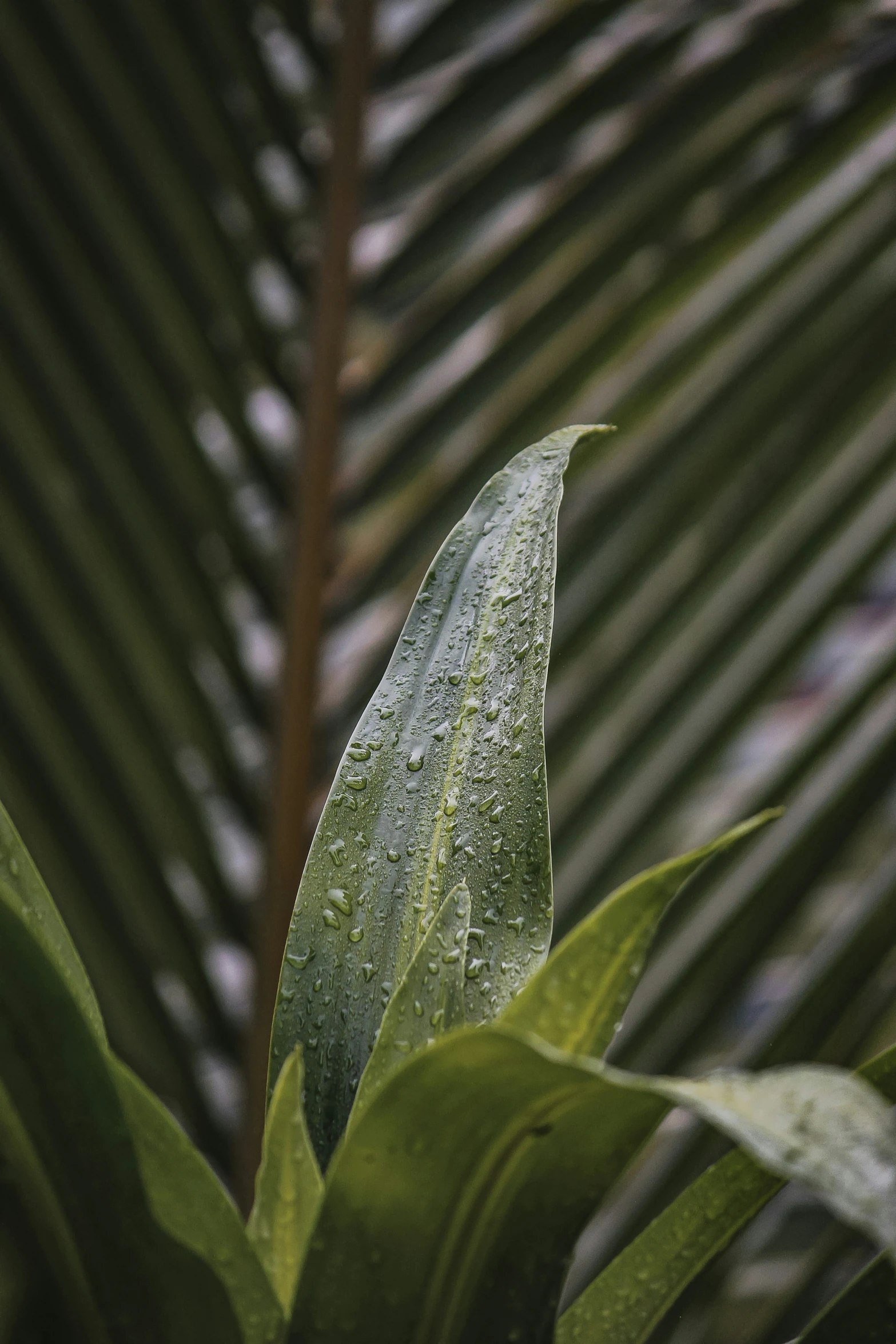 a green leaf on the plant, in front of a green wall