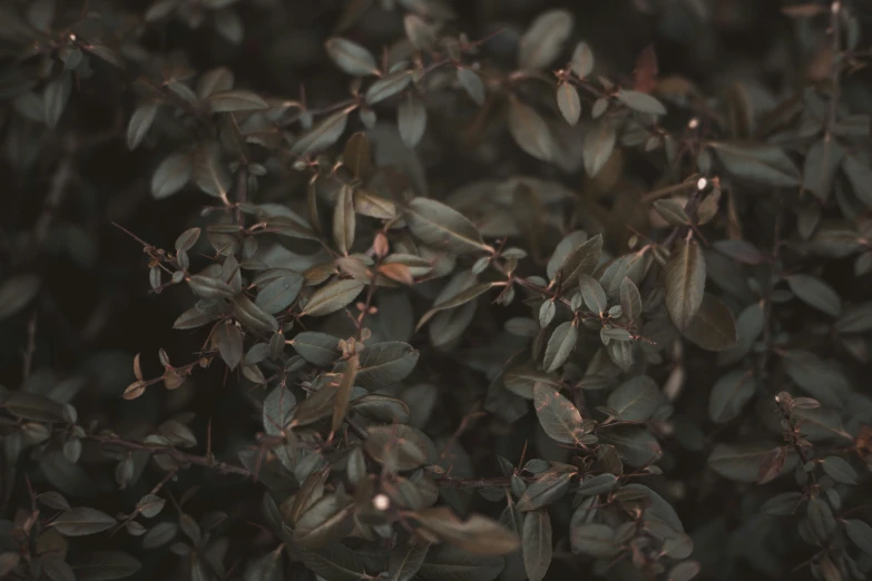 small green leaves with dark background