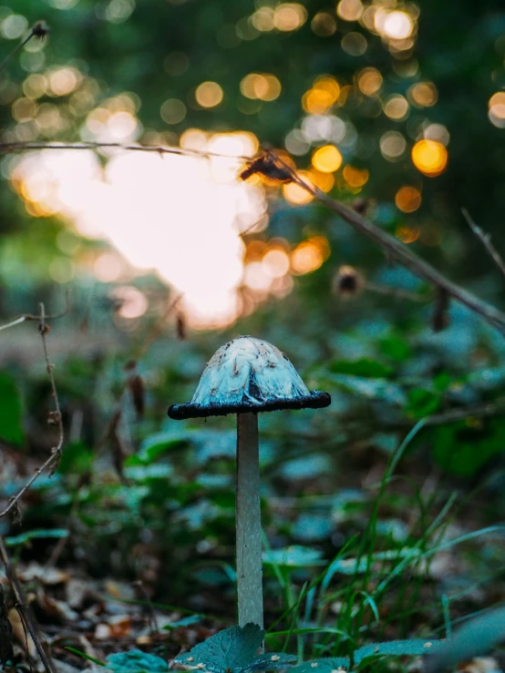 small mushroom is in the grass outside at sunset