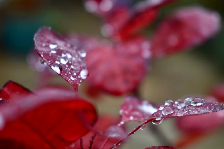 red flowers and green stems with water droplets on them