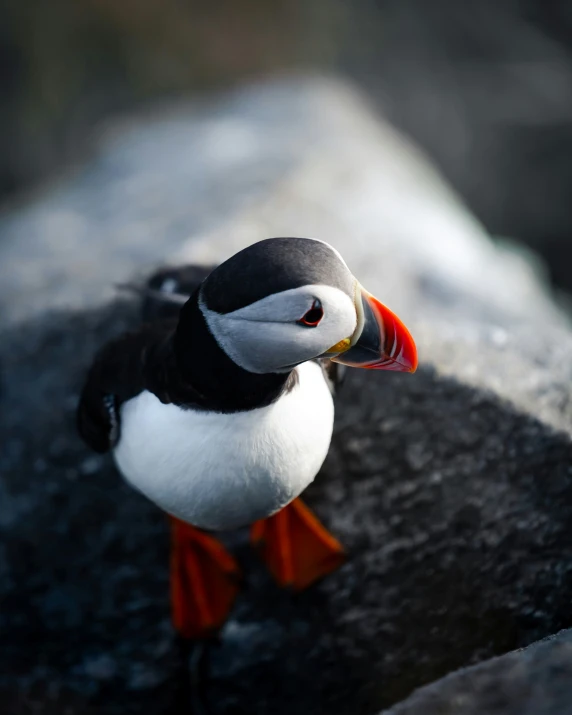 a bird with orange legs on top of a rock