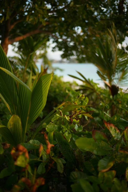 a bird sits on a leafy nch next to a large body of water