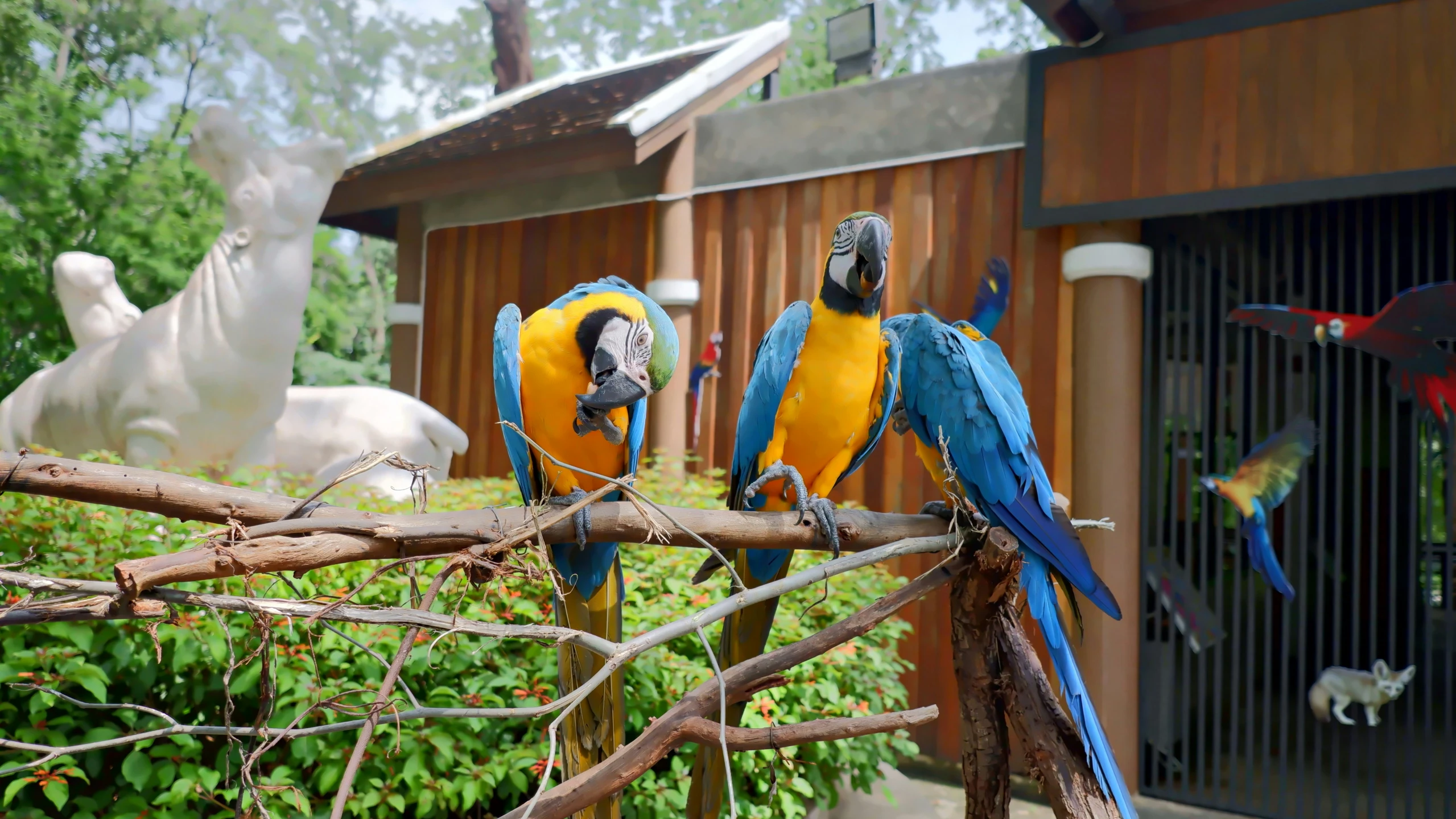 three colorful birds perched on the nches of a tree