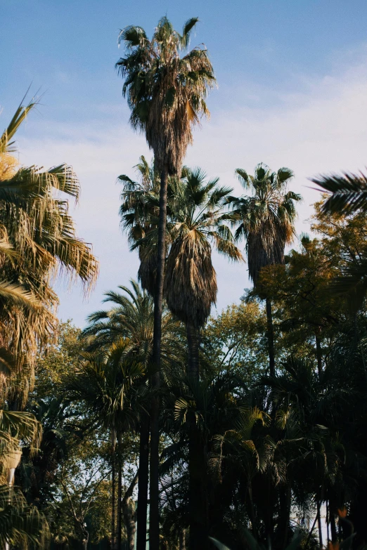 a traffic light with tall palm trees behind it