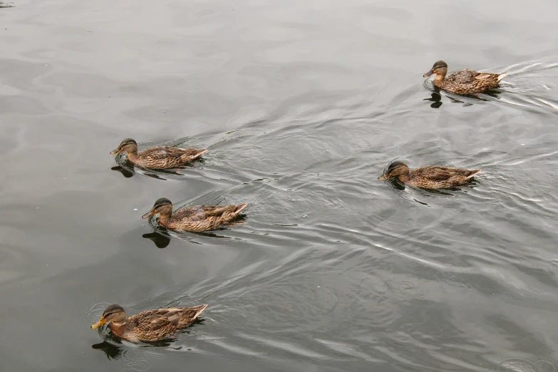 four ducks swim in shallow water as the sun reflects off the surface