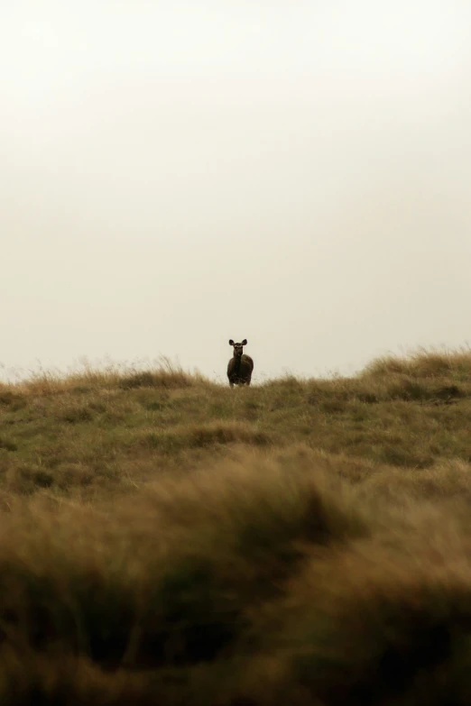 an animal with it's ears back standing on the ground