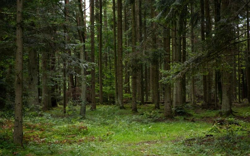 there are trees in the woods near the path