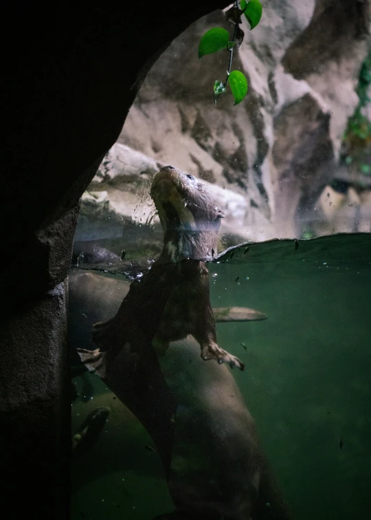 a lizard standing next to a cave entrance